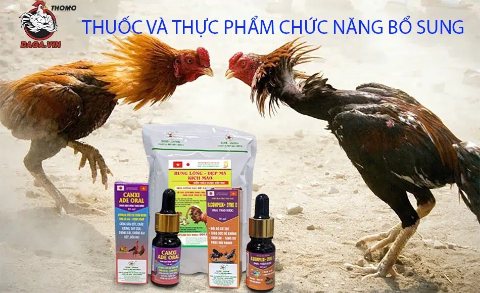 Thời điểm tốt nhất thực hiện tỉa lông gà chọi cần biết