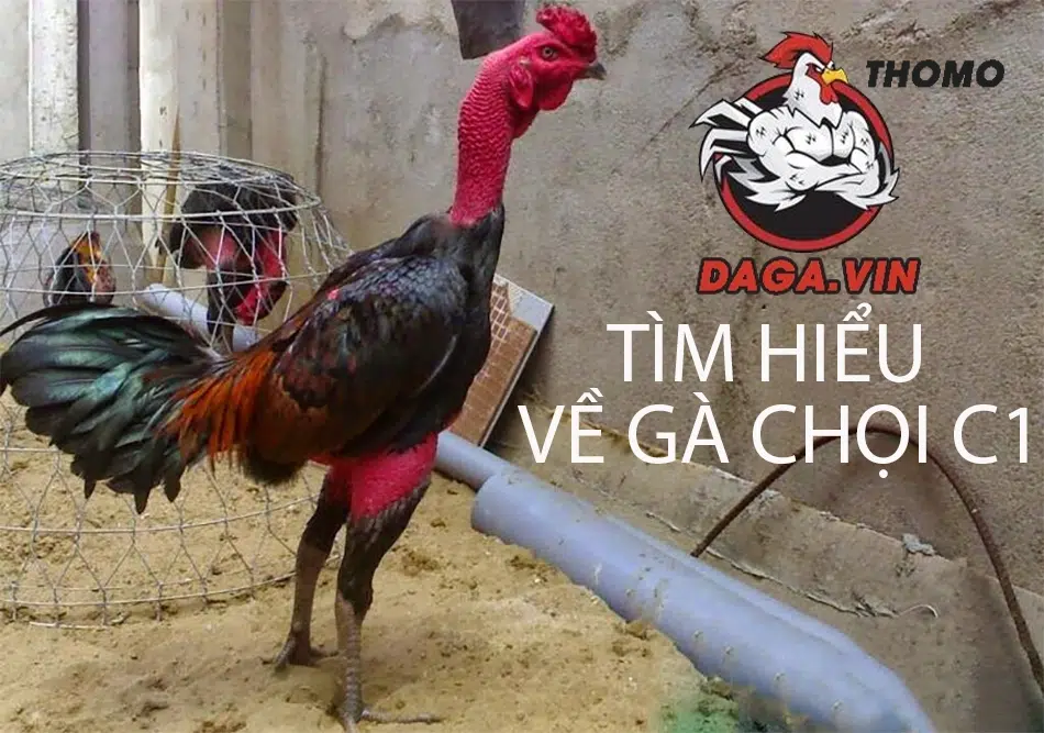 Những điều cần biết về giống gà chọi C1