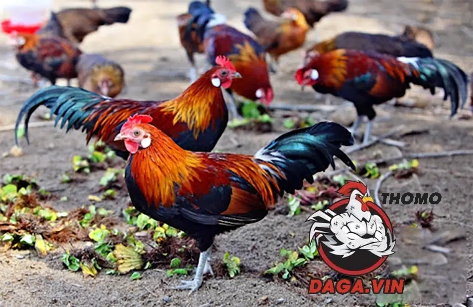 Bí Kíp Nuôi Gà Rừng Chiến Đấu Trăm Trận Trăm Thắng 1 Giới thiệu về giống gà rừng hiếu chiến