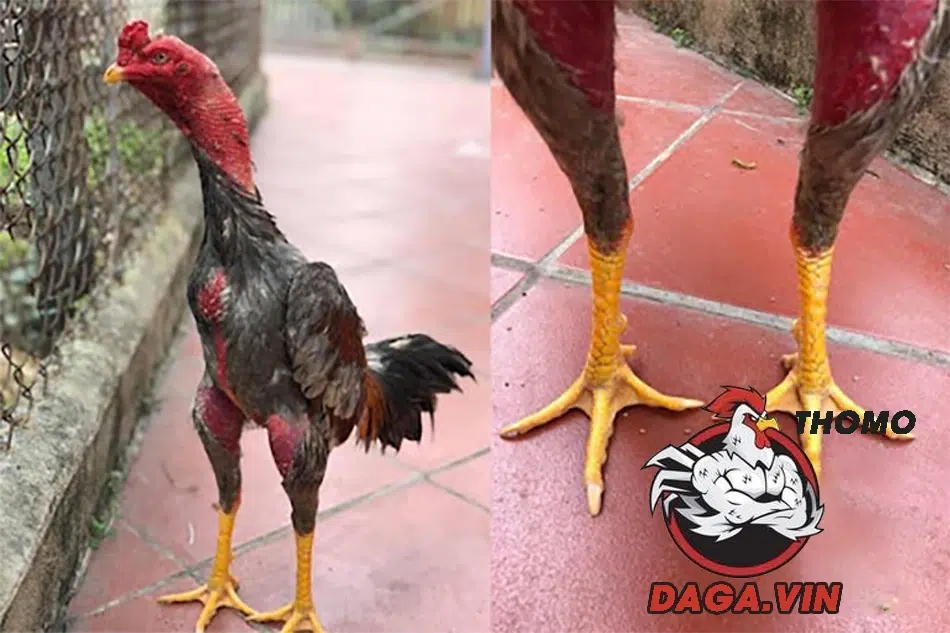 cách Xem vảy chân - bí quyết chọn gà chọi hiểm độc 