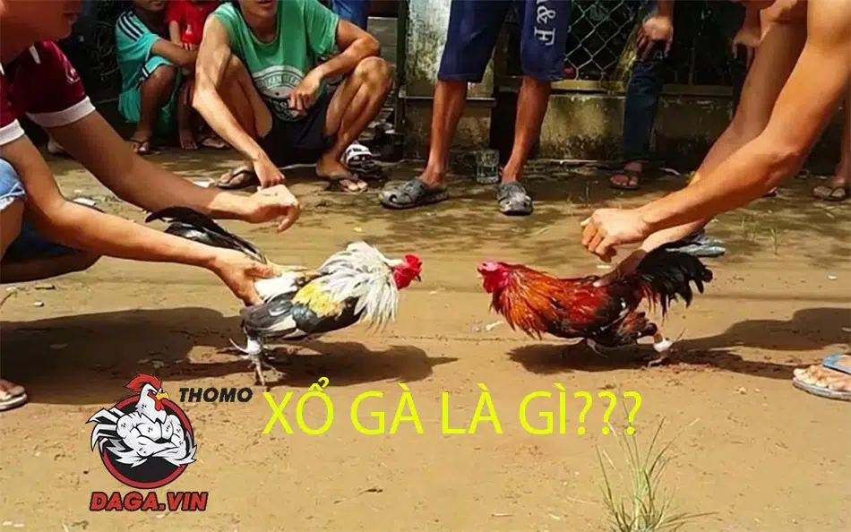 Cách Xổ Gà Đá Cực Chuẩn Mà Người Nuôi Gà Cần Nắm 1 Xổ gà là quá trình tập luyện, rèn luyện thể chất cho gà đá