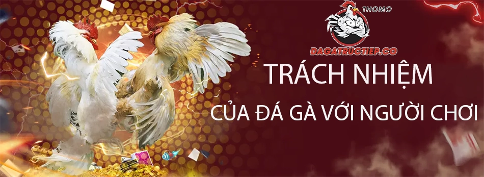 Điều Khoản và Điều Kiện Đá Gà Trực Tiếp 4 các Trách nhiệm của Đá gà VIN với người chơi