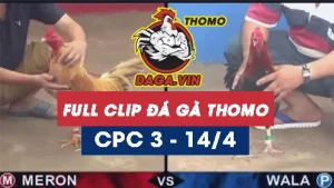 Full Video phát lại Trực tiếp đá gà Thomo ngày 14/4/2024