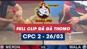 Full Video phát lại Trực tiếp đá gà Thomo ngày 26/3/2024