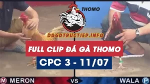 Full Video phát lại Trực tiếp đá gà Thomo ngày 11/07/2024