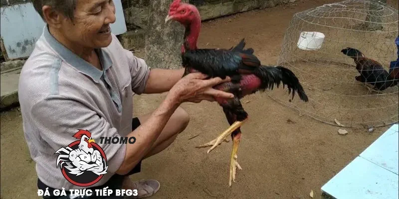 Cách băng cựa gà đòn