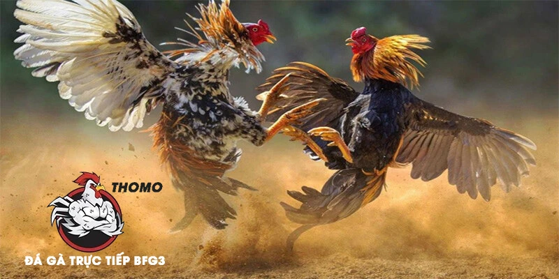 Lưu ý quan trọng khi thực hiện băng cựa gà đá