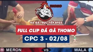 Full Video phát lại Trực tiếp đá gà Thomo C3 ngày 02/08/2024