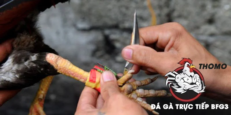 Hướng dẫn cách băng cựa gà