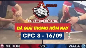 Full Video ĐÁ GIẢI THOMO C3 ngày 16/09/2024
