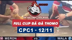 đá gà Trực tiếp Thomo C1 ngày 12/11/2024