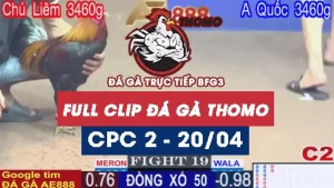 Phát lại đá gà Trực tiếp Thomo C2 ngày 20/04/2025