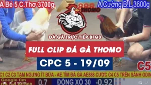 Video đá gà thomo CPC5 ngày 19/9/2025