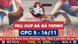 Video đá gà thomo CPC5 ngày 16112025