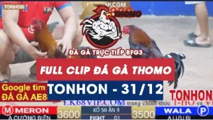 Video Đá Gà Giải Tonhon Ngày 31122025 Trận Hay Nhất Hôm Nay