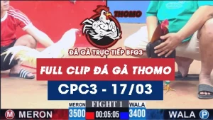 Video đá gà trực tiếp thomo CPC3 ngày 17/03/2026