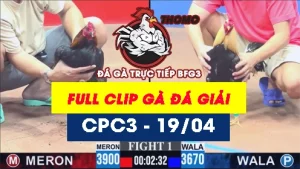 [Gà Đá Giải] Video đá gà trực tiếp thomo CPC3 ngày 19042026