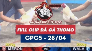 Video đá gà thomo CPC5 ngày 28042026