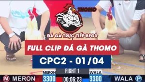 Video đá gà trực tiếp thomo CPC2 ngày 01042026