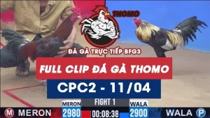 Video đá gà trực tiếp thomo CPC2 ngày 11042026