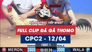 Video đá gà trực tiếp thomo CPC2 ngày 12042026