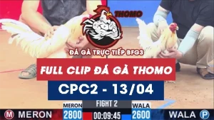 Video đá gà trực tiếp thomo CPC2 ngày 13042026