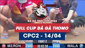 Video đá gà trực tiếp thomo CPC2 ngày 14042026