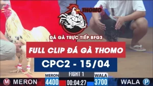 Video đá gà trực tiếp thomo CPC2 ngày 15042026