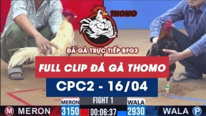 Video đá gà trực tiếp thomo CPC2 ngày 16042026