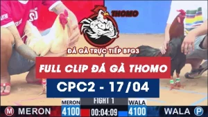 Video đá gà trực tiếp thomo CPC2 ngày 17042026