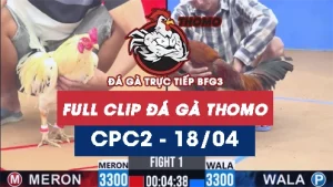 Video đá gà trực tiếp thomo CPC2 ngày 18042026