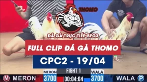 Video đá gà trực tiếp thomo CPC2 ngày 19042026