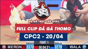 Video đá gà trực tiếp thomo CPC2 ngày 20042026