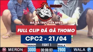 Video đá gà trực tiếp thomo CPC2 ngày 21042026