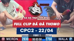 Video đá gà trực tiếp thomo CPC2 ngày 22042026