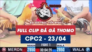 Video đá gà trực tiếp thomo CPC2 ngày 23042026