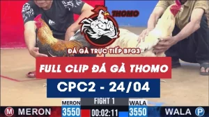 Video đá gà trực tiếp thomo CPC2 ngày 24042026