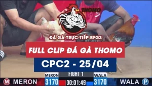Video đá gà trực tiếp thomo CPC2 ngày 25042026