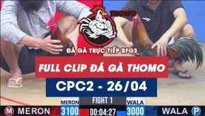 Video đá gà trực tiếp thomo CPC2 ngày 26042026