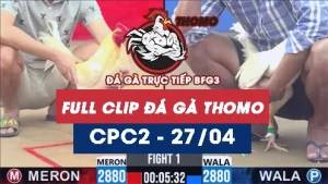 Video đá gà trực tiếp thomo CPC2 ngày 27042026