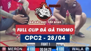 Video đá gà trực tiếp thomo CPC2 ngày 28042026