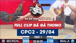 Video đá gà trực tiếp thomo CPC2 ngày 29042026