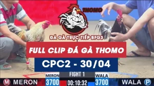 Video đá gà trực tiếp thomo CPC2 ngày 30042026
