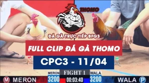 Video đá gà trực tiếp thomo CPC3 ngày 11042026