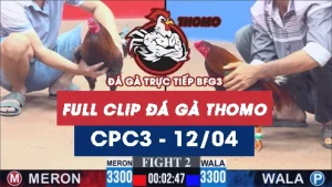 Video đá gà trực tiếp thomo CPC3 ngày 12042026