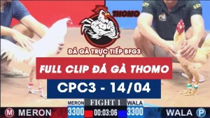Video đá gà trực tiếp thomo CPC3 ngày 14042026