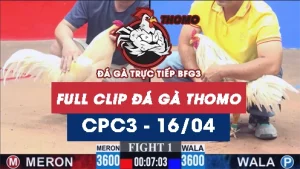 Video đá gà trực tiếp thomo CPC3 ngày 16042026