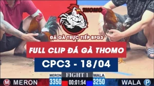 Video đá gà trực tiếp thomo CPC3 ngày 18042026