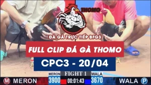 Video đá gà trực tiếp thomo CPC3 ngày 20042026