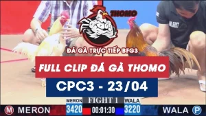 Video đá gà trực tiếp thomo CPC3 ngày 23042026